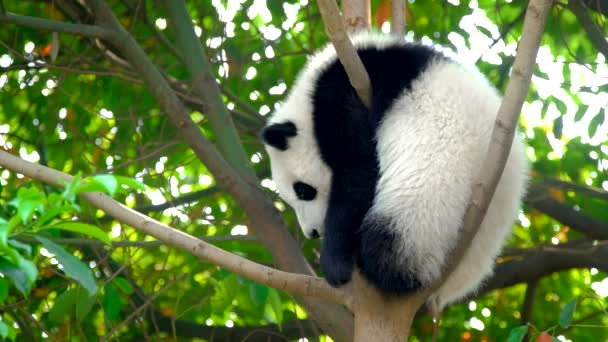 Cachorro Oso Panda Gigante Árbol Chengdu Sichuan China — Vídeo de stock