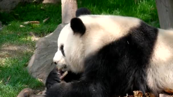 中国的旅游胜地 大熊猫吃竹子 中国四川成都 — 图库视频影像