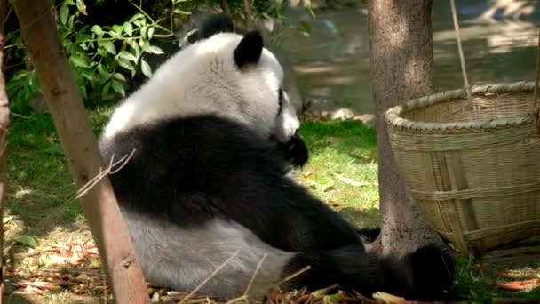 中国的旅游胜地 大熊猫吃竹子 中国四川成都 — 图库视频影像