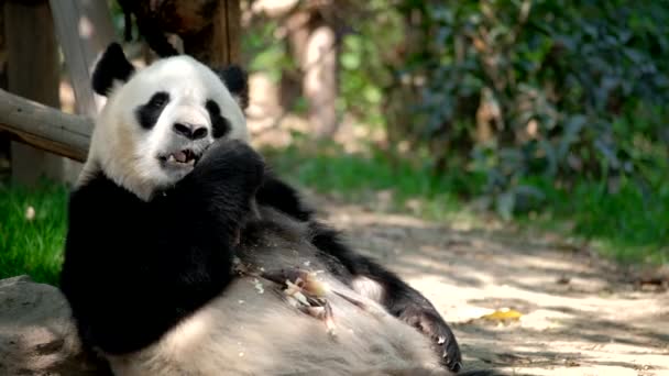 Attraction Touristique Chinoise Ours Panda Géant Mangeant Bambou Chengdu Sichuan — Video