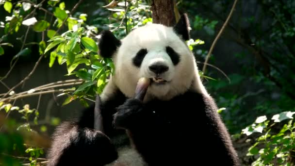 Čínská Turistická Atrakce Obří Medvěd Panda Bambus Chengdu Sichuan Čína — Stock video