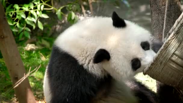 Çin Turistik Cazibesi Dev Panda Bambu Yiyor Chengdu Sichuan Çin — Stok video