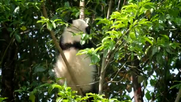 Panda Géant Ours Ourson Sur Arbre Chengdu Sichuan Chine — Video