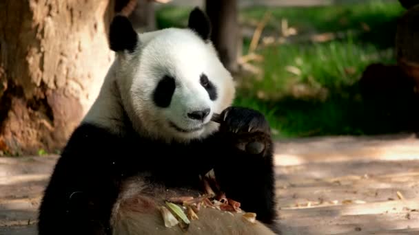 Atracción Turística China Oso Panda Gigante Comiendo Bambú Chengdu Sichuan — Vídeos de Stock