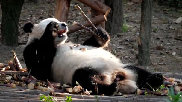 Chinese Tourist Attraction Giant Panda Bear Eating Bamboo Chengdu Sichuan — Stock Video