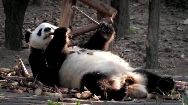 Kínai Turisztikai Attrakció Óriás Panda Medve Eszik Bambusz Chengdu Szecsuán — Stock videók