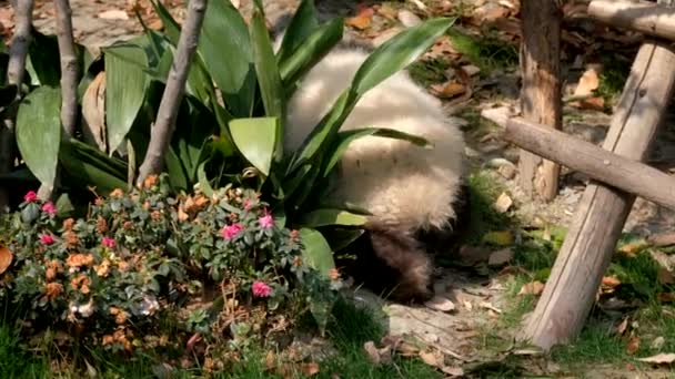Cachorro Oso Panda Gigante Trepando Árbol Chengdu Sichuan China — Vídeos de Stock