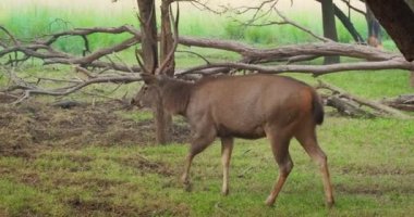 Ormanda yürüyen erkek sambar (Rusa unicolor) geyiği. Sambar, Hindistan 'a özgü büyük bir geyik türüdür ve savunmasız baharatlar olarak listelenmiştir. Ranthambore Ulusal Parkı, Rajasthan, Hindistan. Yatay tava