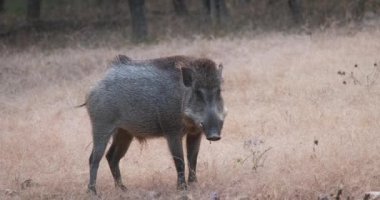 Erkek Hint yaban domuzu otluyor. Ranthambore Ulusal Parkı, Rajasthan, Hindistan