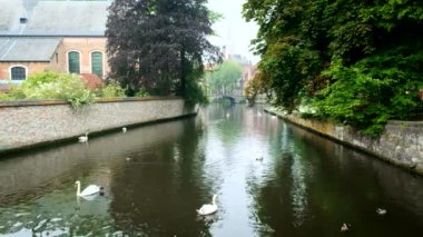 Beyaz kuğular Begijnhof yakınlarındaki Bruges Brugge kanalında. Bruges, Belçika