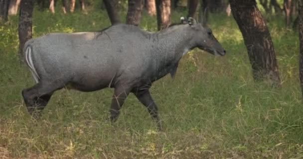 Modrý Býk Nebo Nilgai Asijská Antilopa Procházející Lesem Nilgai Endemický — Stock video