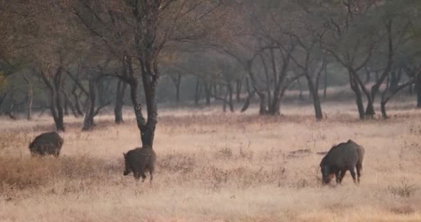 Sangliers Indiens Mâles Broutant Parc National Ranthambore Rajasthan Inde — Video