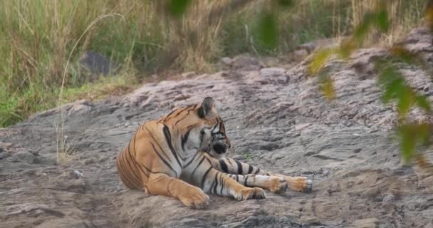 美しいロイヤルベンガルタイガージャングルの中で休んでいます ここはインド亜大陸原産のパンテラ ティグリスの個体群です インドの国立動物です インド ラジャスタン州ランタンボア国立公園 — ストック動画