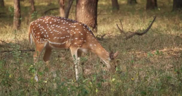 Frumos Chital Feminin Sau Căprioare Văzute Pășunând Parcul Național Ranthambore — Videoclip de stoc