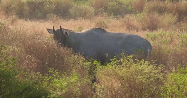 成年蓝牛 Adult Blue Bull或Nilgai 是一种在森林中行走的亚洲羚羊 两只蓝色的小公牛在附近吃草 尼尔盖是印度次大陆特有的物种 Ranthambore国家公园 印度拉贾斯坦邦 — 图库视频影像