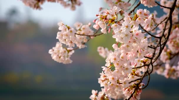 Flor Cereja Sakura Florescendo Ramo Contra Arranha Céus Edifício Fundo — Vídeo de Stock