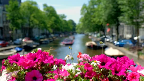Köprüde Geçen Tekneler Çiçekler Olan Amsterdam Kanalı Çiçeklere Odaklan Amsterdam — Stok video
