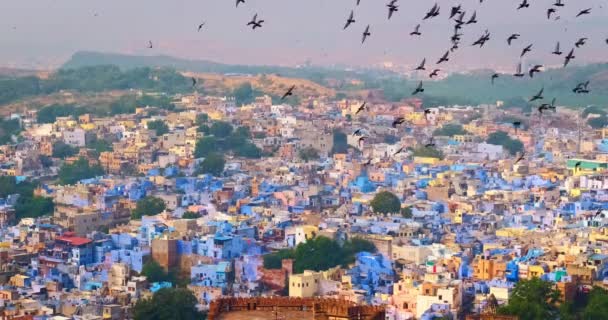 Houses Famous Jodhpur Blue City Birds Flying Brahmin Houses View — Stock Video