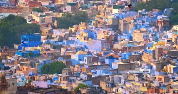 Houses Famous Tourist Landmark Jodhpur Blue City Birds Aerial View — Stock Video