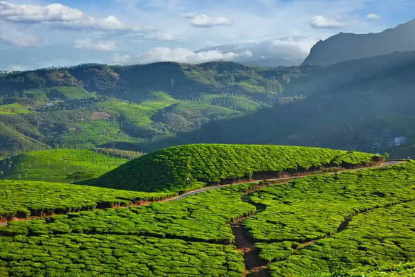 Зеленые Холмы Чайными Плантациями Муннар Керала Индия Стоковое Изображение