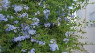 Yunanistan 'ın Paros Adası' nın ünlü turistik merkezinde Naousa kasabasının çiçek açan begonvili çiçekleriyle bembeyaz evleri olan pitoresk dar bir sokak. Kamera izleme