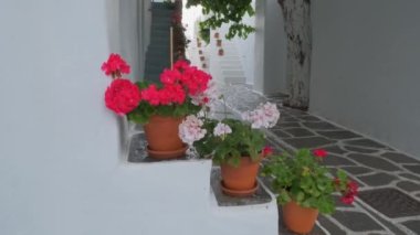 Yunanistan 'ın Paros Adası' nın ünlü turistik merkezinde Naousa kasabasının çiçek açan begonvili çiçekleriyle bembeyaz evleri olan pitoresk dar bir sokak. Kamera izleme