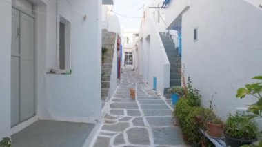 Yunanistan 'ın ünlü Paros Adası' ndaki Naousa kasabasının çiçek açan bougainvillea çiçekleriyle bembeyaz evleri olan pitoresk dar sokakta sabit kamerası olan bir kediyi takip ediyoruz.