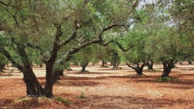 Yunanistan 'ın Girit kentindeki zeytinyağı üretimi için zeytin ağaçları (Olea europaea) koruluğu. Yatay kamera tavası