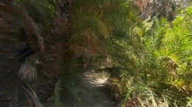 Girit 'in palmiye ağacı ormanlarında sabit kamerayla yürüyen Girit adası Preveli, Girit adası, Yunanistan' ın Phoenix teofrastisi