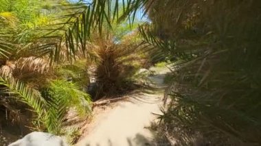 Girit 'in palmiye ağacı ormanlarında sabit kamerayla yürüyen Girit adası Preveli, Girit adası, Yunanistan' ın Phoenix teofrastisi