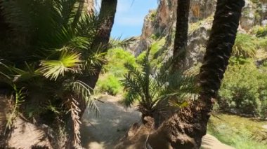 Girit 'in palmiye ağacı ormanlarında sabit kamerayla yürüyen Girit adası Preveli, Girit adası, Yunanistan' ın Phoenix teofrastisi