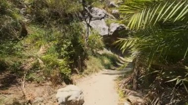 Girit 'in palmiye ağacı ormanlarında sabit kamerayla yürüyen Girit adası Preveli, Girit adası, Yunanistan' ın Phoenix teofrastisi