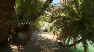 Girit 'in palmiye ağacı ormanlarında sabit kamerayla yürüyen Girit adası Preveli, Girit adası, Yunanistan' ın Phoenix teofrastisi