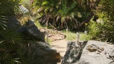 Girit 'in palmiye ağacı ormanlarında sabit kamerayla yürüyen Girit adası Preveli, Girit adası, Yunanistan' ın Phoenix teofrastisi