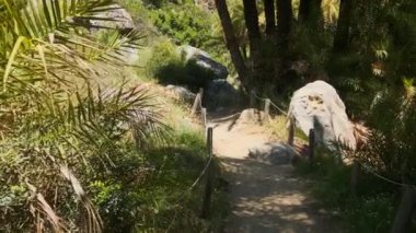 Girit 'in palmiye ağacı ormanlarında sabit kamerayla yürüyen Girit adası Preveli, Girit adası, Yunanistan' ın Phoenix teofrastisi