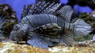 Kırmızı aslan balığı (Pterois volitans) zehirli mercan resifi balığı su altında