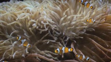 Palyaço Amphiprion Amphiprion Osellaris deniz şakayığı dokunaçları arasında yaygın palyaço balığı sürüsü kolonisi