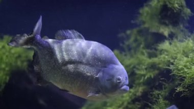 Kırmızı karınlı pirana (kırmızı pirana) Pygocentrus nattereri su altında