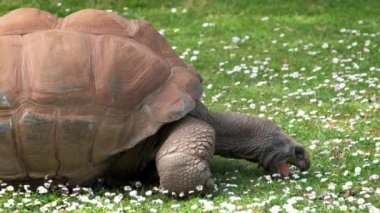 Galapagos kaplumbağası yiyor. Galapagos Adalarının dev kaplumbağası.