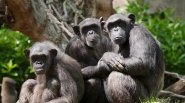 Afrikalı bir şempanze grubunun portresi