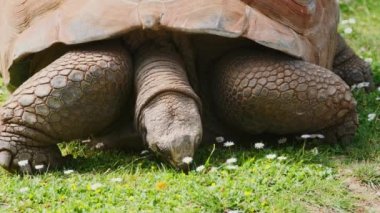 Aldabra dev kaplumbağası çayırda ot ve papatya çiçeği yiyor. Galapagos Adalarının dev kaplumbağası.