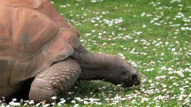 Aldabra dev kaplumbağası çayırda ot ve papatya çiçeği yiyor. Galapagos Adalarının dev kaplumbağası.