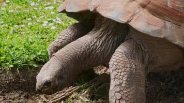 Galapagos kaplumbağası yiyor. Galapagos Adalarının dev kaplumbağası.