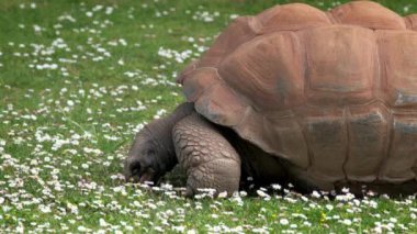Aldabra dev kaplumbağası çayırda ot ve papatya çiçeği yiyor. Galapagos Adalarının dev kaplumbağası.