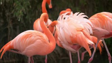 Amerikan Phoenicopterus ruber chilensis ve Şili Flamingoları Phoenicopterus chilensis güzel renkli kuşlar suyun içine kapanır.