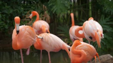 Amerikan Phoenicopterus ruber chilensis ve Şili Flamingoları Phoenicopterus chilensis güzel renkli kuşlar suyun içine kapanır.