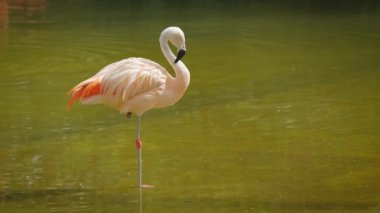 Amerikan Phoenicopterus ruber chilensis ve Şili Flamingoları Phoenicopterus chilensis güzel renkli kuşlar suyun içine kapanır.