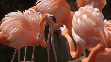 Amerikan Phoenicopterus ruber chilensis ve Şili Flamingoları Phoenicopterus chilensis güzel renkli kuşlar suyun içine kapanır.