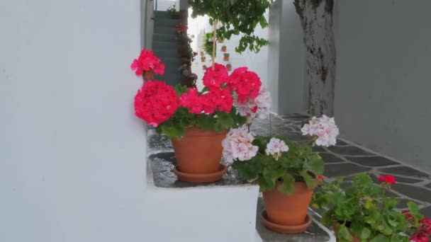 Yunanistan Paros Adası Nın Ünlü Turistik Merkezinde Naousa Kasabasının Çiçek — Stok video
