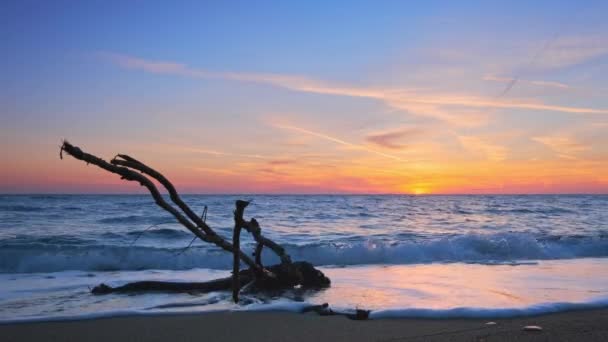 Alte Holzstämme Hängen Tropischen Strand Bei Schönem Sonnenuntergang Wasser Natur — Stockvideo